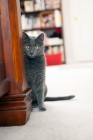 Picture of grey cat sitting next to bed post