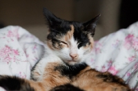 Picture of Grey cat sleeping on flowery patterned duvet