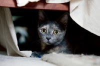 Picture of grey cat underneath bed