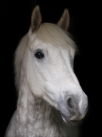 Picture of grey Connemara Pony portrait