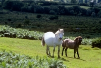 Picture of grey dartmoor mare with her foal