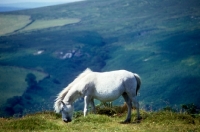 Picture of grey dartmoor pony grazing