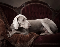 Picture of grey dog on crimson couch