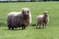 Picture of grey face dartmoor ewe and lamb 