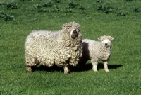 Picture of grey face dartmoor ewe and lamb