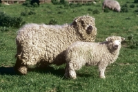 Picture of grey face dartmoor ewe and lamb