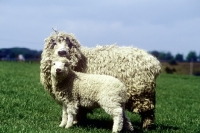 Picture of grey face dartmoor ewe and lamb