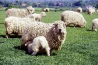 Picture of grey face dartmoor ewes and lambs in a flock