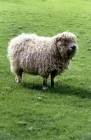 Picture of grey face dartmoor ewe