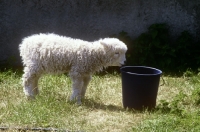 Picture of grey face dartmoor lamb looking into a bucket