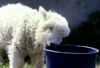 Picture of grey face dartmoor lamb nibbling the edge of a bucket