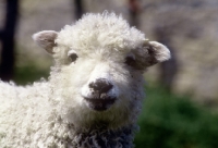 Picture of grey face dartmoor lamb, portrait 