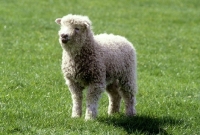 Picture of grey face dartmoor lamb standing in field