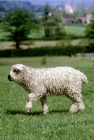 Picture of grey face dartmoor lamb walking in field