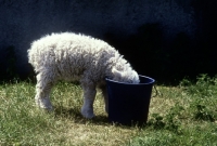 Picture of grey face dartmoor lamb with its head in a bucket