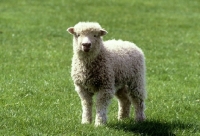 Picture of grey face dartmoor lamb 