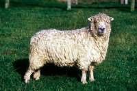 Picture of grey face dartmoor sheep