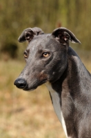 Picture of grey Greyhound