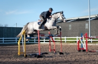 Picture of grey Holstein horse jumping