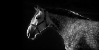 Picture of grey horse portrait, profile
