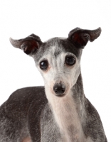 Picture of grey Italian Greyhound