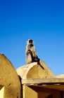 Picture of grey langur sitting on a building