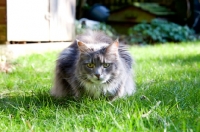 Picture of grey Maine Coon cat in grass ready to pounce