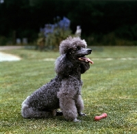 Picture of grey miniature poodle in pet clip sitting hopefully with toy