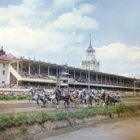 Picture of grey orlov trotters in trotting race on race course