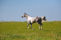 Picture of grey quarter horse running in field