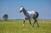 Picture of grey quarter horse