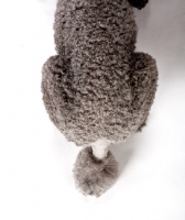 Picture of grey Standard Poodle, tail close up