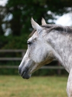 Picture of grey thoroughbred portrait