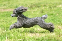 Picture of grey Toy Poodle running