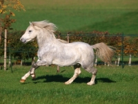 Picture of grey Welsh Mountain Pony (Section A) running