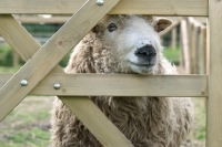 Picture of Greyface Dartmoor behind fence