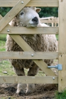 Picture of Greyface Dartmoor behind gate