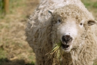 Picture of Greyface Dartmoor eating grass