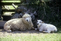 Picture of greyface dartmoor ewe and lamb