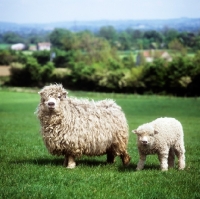 Picture of greyface dartmoor ewe with her lamb