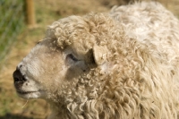 Picture of Greyface Dartmoor portrait, side view