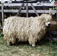 Picture of greyface dartmoor ram