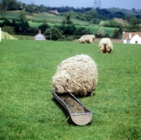 Picture of greyface dartmoor sheep drinking water