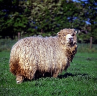 Picture of greyface dartmoor sheep