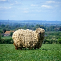 Picture of greyface dartmoor sheep