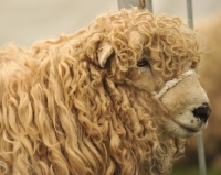 Picture of Greyfaced Dartmoor sheep portrait