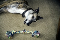Picture of greyhound about to play with rope toy