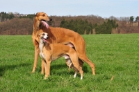 Picture of Greyhound and Whippet, Whippet Ch. Koseilata's Dust on the Moon