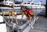 Picture of greyhound and x greyhound leaving boat, wearing lifejackets