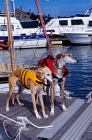 Picture of greyhound and x greyhound on holiday wearing lifejackets, emma and rosy
